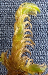 Hamatocaulis lapponicus