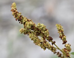 Rumex triangulivalvis