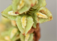 Rumex triangulivalvis