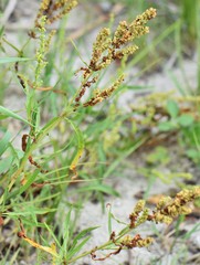Rumex triangulivalvis