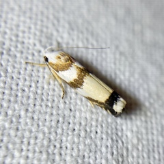 Plectophila eucrines