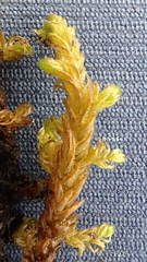 Hamatocaulis lapponicus