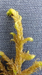 Hamatocaulis lapponicus