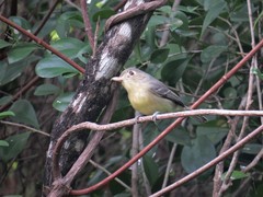 Vireo gundlachii