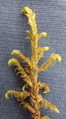 Hamatocaulis lapponicus