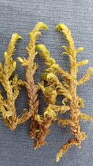 Hamatocaulis lapponicus