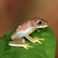 Agalychnis spurrelli
