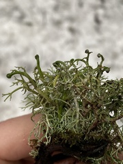 Sphaerophorus venerabilis