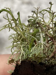 Sphaerophorus venerabilis