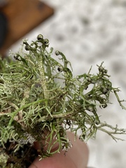 Sphaerophorus venerabilis