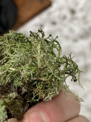 Sphaerophorus venerabilis