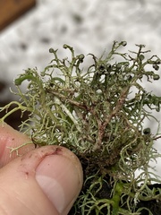 Sphaerophorus venerabilis