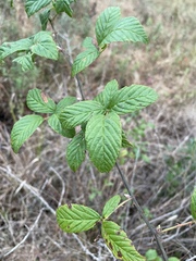 Rubus argutus