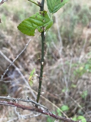 Rubus argutus