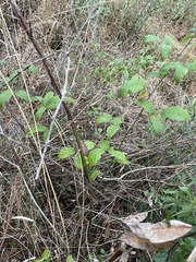 Rubus argutus