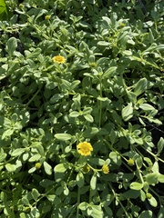 Lipochaeta integrifolia