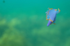 Sagaminopteron ornatum