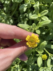 Lipochaeta integrifolia