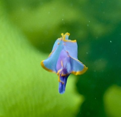 Sagaminopteron ornatum