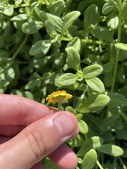 Lipochaeta integrifolia