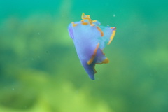 Sagaminopteron ornatum