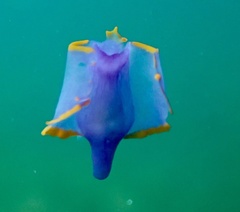 Sagaminopteron ornatum