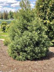 Cupressaceae