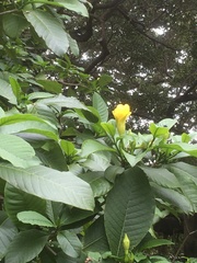 Tabernaemontaneae