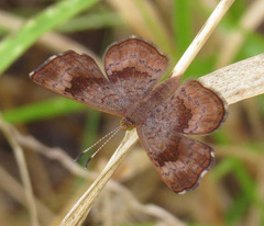 Calephelis bajaensis