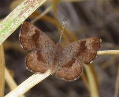 Calephelis bajaensis