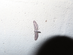 Eupithecia acutipennis