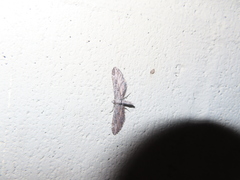 Eupithecia acutipennis