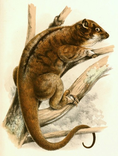 Plush-coated Ringtail (Pseudochirops corinnae) — Near Threatened Mammalia