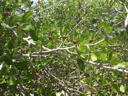 Commiphora lamii H.Perrier