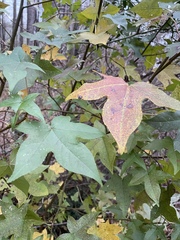 Liquidambar styraciflua image