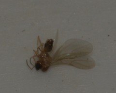 Formicidae