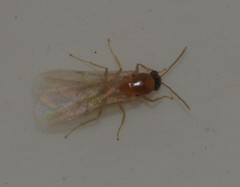 Formicidae
