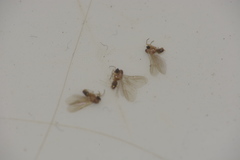Formicidae
