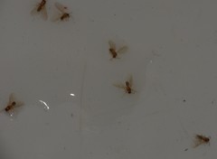 Formicidae