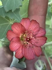 Abutilon menziesii