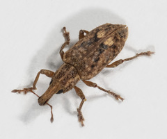 Listronotus appendiculatus