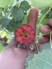 Abutilon menziesii