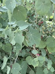 Abutilon menziesii