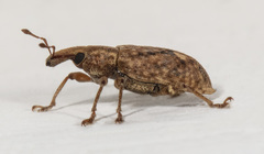 Listronotus appendiculatus