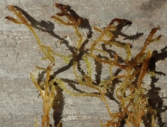 Scorpidium revolvens