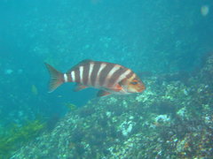 Chirodactylus spectabilis