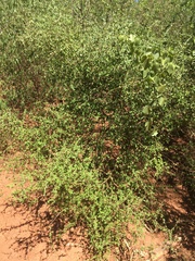 Terminalia ulexoides