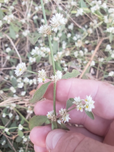 Alternanthera bettzickiana iNat (1)