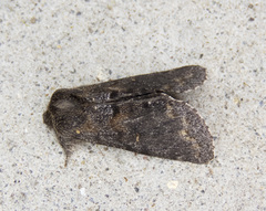 Gluphisia severa