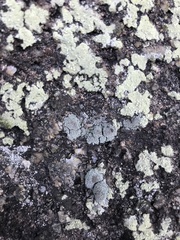 Pertusaria subvaginata